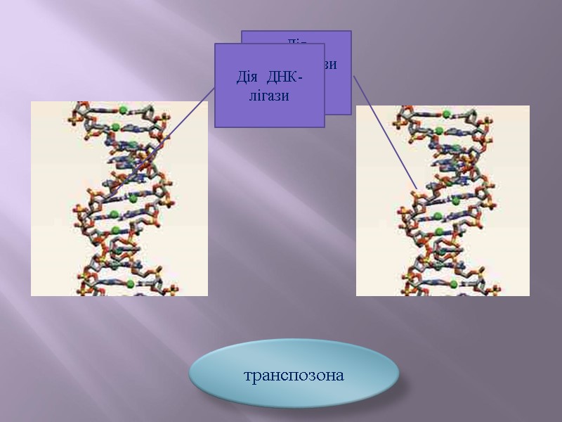 Дія рестриктази на ДНК-донора транспозона Дія  ДНК-лігази